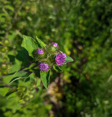 Thistle