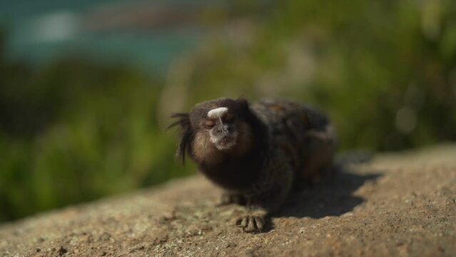 Closeup of adorable baby sagui on the ground looking at the camera