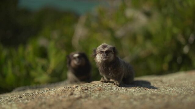 Closeup of adorable baby saguis on the ground looking at the camera