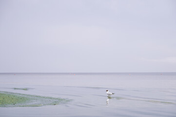 Beautiful landscape of Baltic sea. Seagull staying in calm water. Cloudy sky.