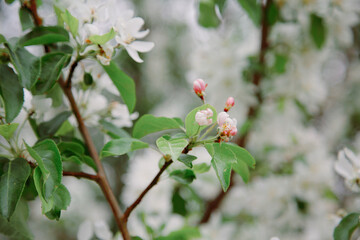 Spring Apple Blossoms 03