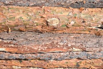 Wooden clippings of a coniferous tree as a close-up background.