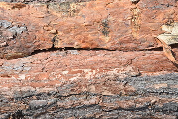 Wooden clippings of a coniferous tree as a close-up background.