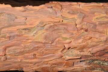 Wooden clippings of a coniferous tree as a close-up background.