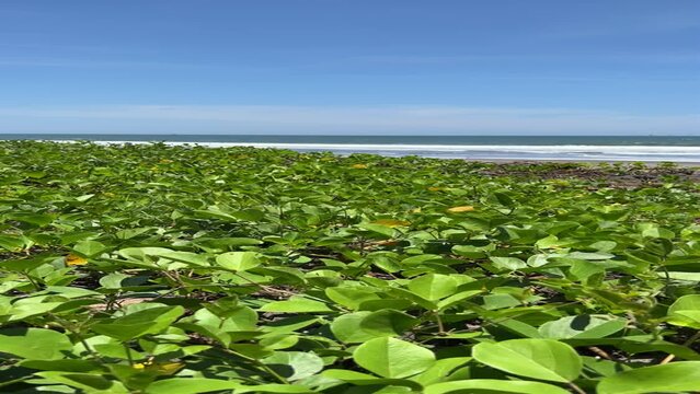 Sunny day in Las Lisas Guatemala. Beach plants in the foreground with the beach and pacific ocean in the background. Social Media travel and leisure concept. Vertical Video.