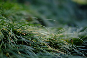 dew on grass