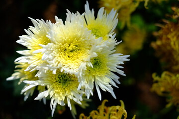yellow flower