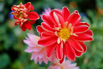 red flower