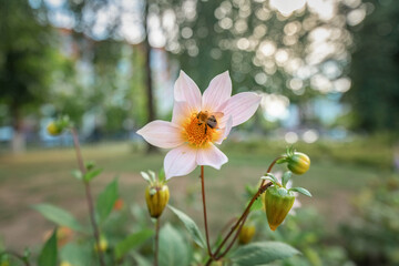 Beautiful wild flowers in a summer park. There is artistic noise.