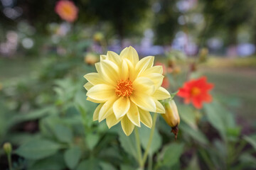 Beautiful wild flowers in a summer park. There is artistic noise.