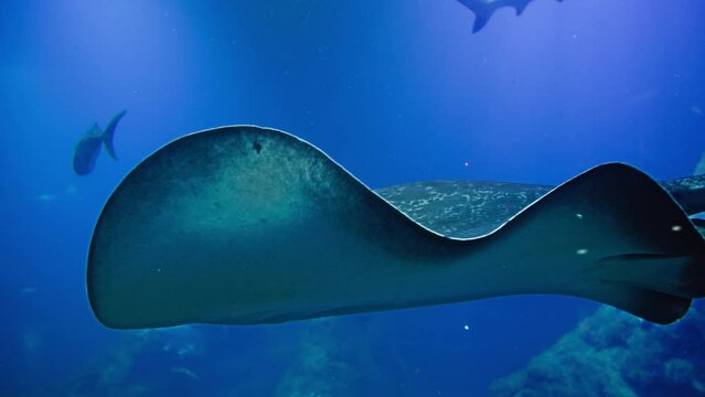 marine animals, a large beautiful stingray swims in blue clear water in large aquarium