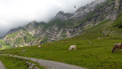 Góra Santis,  Szwajcaria, Alpy, Góry, turystyka, krajobraz, charakter, lato, góra, podróż,...