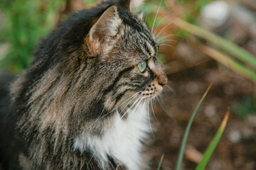 Naklejka na ściany i meble Semi-Shorthair Cat Portrait Outdoors