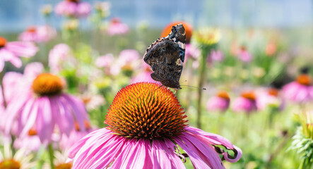 Butterfly on the blossom of echinacea on a blurry colorful background