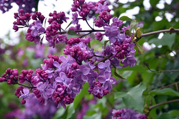 Lilac trees in lilac garden in Moscow.	
