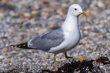 Sturmmöve am Uferrand eines Fjord