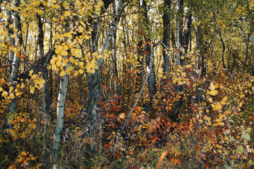Golden Autumn Forest 07