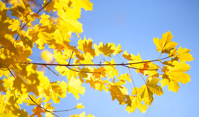 Golden branch of maple tree on background of blue sky on sunny autumn day. Amazing details of nature. Background. Wallpaper.