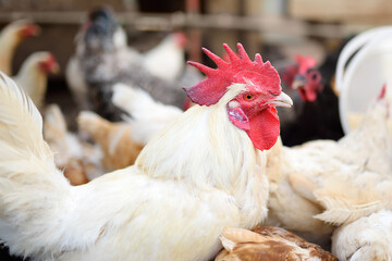 Chickens and roosters are walking in the farm coop. Floor cage free chickens is trend of modern poultry farming. Local business.