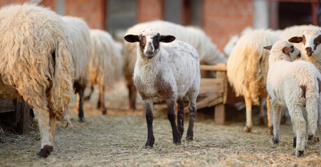 Obraz premium Small lambs on background of sheeps in corral on the farm. Bio organic healthy food and wool production. Growing livestock is a traditional direction of agriculture. Animal husbandry.