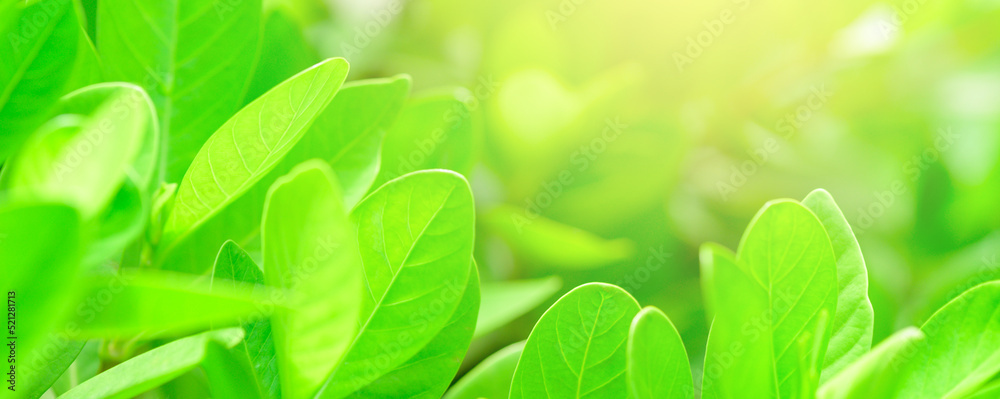 Poster Concept nature view of green foliage on blurred greenery background