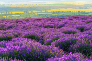 Naklejka premium a lavender field blooms on a hill, a forest in the distance, the sunset shines yellow in the sky, a beautiful summer landscape