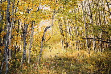 Golden Autumn Forest 03