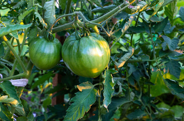 Unripe green tomatoes on a branch in a vegetable garden in sunlight