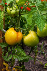 Wet unripe green tomatoes on a branch in a vegetable garden after rain