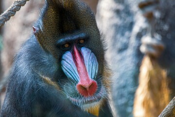 Close-up portrait of a Mandrill primate looking to the front