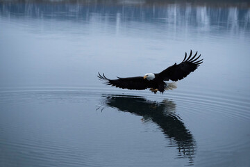 American Bald Eagle sailing over a pond at sunrise