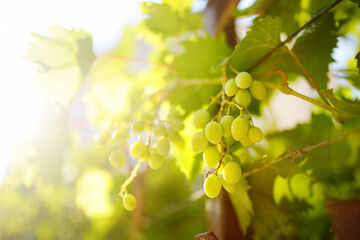 Vineyard on a sunny summer day. A bunch of green grapes. Harvesting ripe grapes in autumn. Winegrowing and winemaking.