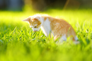 Small kitten on green grass meadow on bright sunny summer day. Cute kitty. Ginger pussycat. Lost...
