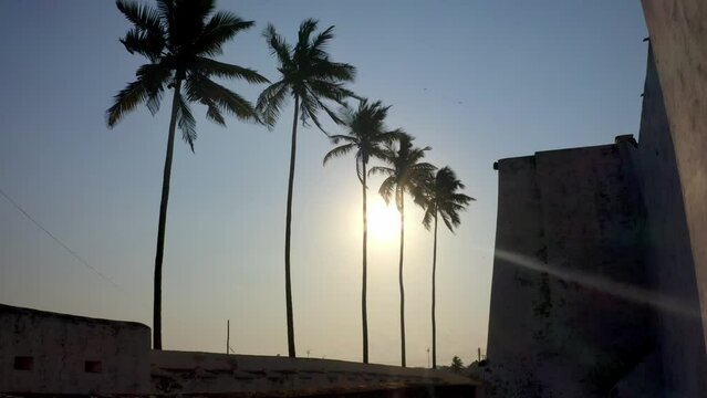 Beautiful oconut palm trees during sunset