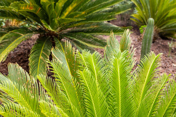 Abstract nature cycas plant background. Leaves and Floral background. Tropical rainforest. Summer nature forest green tree