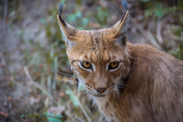 Eurasian lynx, a medium-sized wild cat with black tufts of hair on its ears, and a long grey-and-white ruff. Portrait