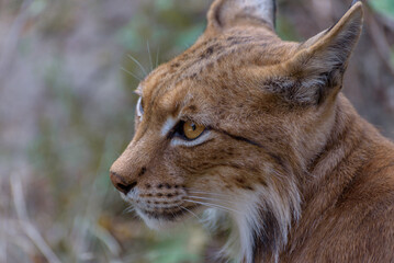 Eurasian lynx, Lynx lynx, a medium-sized wild cat