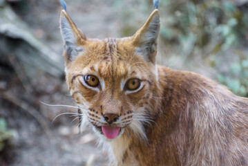 Eurasian lynx, a wild cat with black tufts of hair on its ears, and a long grey-and-white ruff
