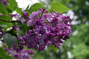 Lilac trees in lilac garden in Moscow.	

