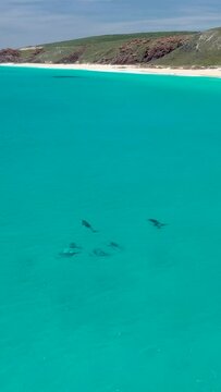 Vertical shot of dolphins swimming in clear water close to the coast