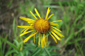 Bright yellow flower elecampane medicinal plant