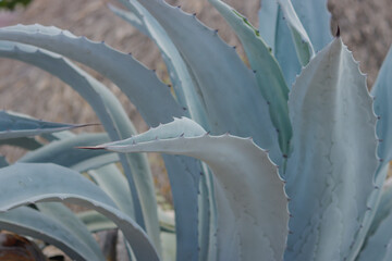 Agave