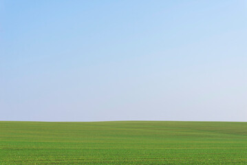 Green field with blue sky as background.