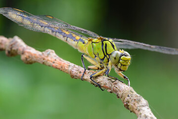 Dragonfly female green snaketail (Ophiogomphus cecilia)