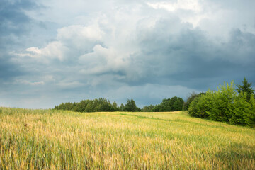 Pastoral village landscape in Belarus