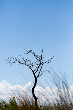 a dry tree against the sky. An empty lonely tree stands in a field. There is a place to record.