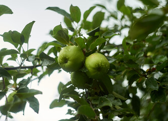 Photo of green apples on the branch