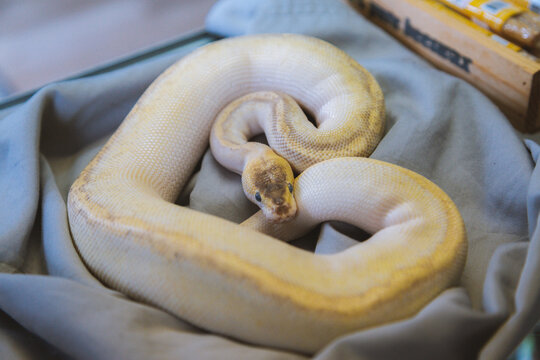 Beautiful Yellow Ball Python 02