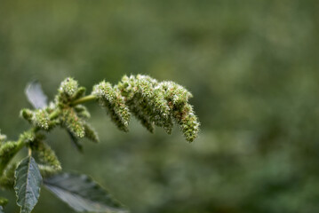 Photo of amaranth stalk in the garden