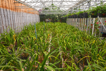 Bromeliad flower and Orchid nursery farm ornamental and flower green plant growing and hanging in the garden greenhouse under roof, selective focussed